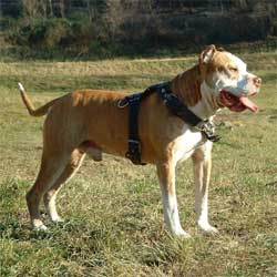 il mio cane